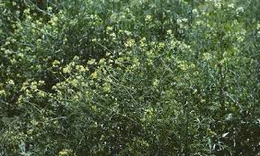 Attēlu rezultāti vaicājumam “Sisymbrium altissimum leaf”