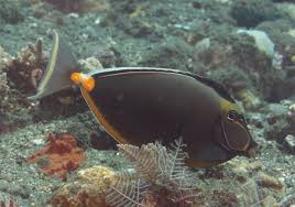 Image result for Naso lituratus