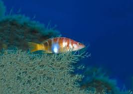 Image result for Serranus scriba