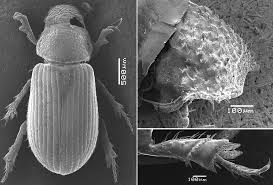 Attēlu rezultāti vaicājumam “Aegialia arenaria”