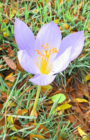 Attēlu rezultāti vaicājumam “Crocus speciosus flower”