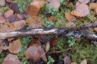 Attēlu rezultāti vaicājumam “Antrodiella faginea”