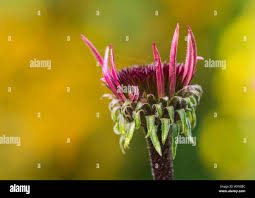 Attēlu rezultāti vaicājumam “Echinacea purpurea bud”