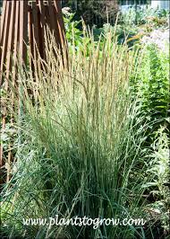 Attēlu rezultāti vaicājumam “Calamagrostis arundinacea leaf”