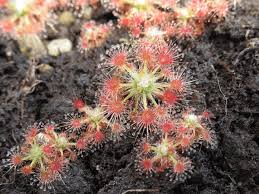 Attēlu rezultāti vaicājumam “Droseraceae”