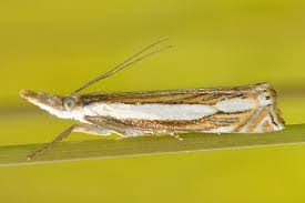 Attēlu rezultāti vaicājumam “Crambus silvella”