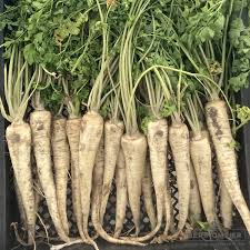 Image result for Petersilie