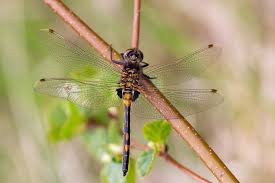 Attēlu rezultāti vaicājumam “Leucorrhinia dubia”