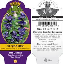 Attēlu rezultāti vaicājumam “Gentiana cruciata flower”