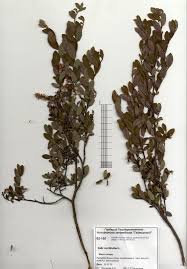 Attēlu rezultāti vaicājumam “Salix myrtilloides”