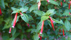 Image result for Cuphea ignea