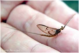 Attēlu rezultāti vaicājumam “Ephemera vulgata”