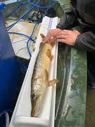 Image result for CALPAC Angling Club