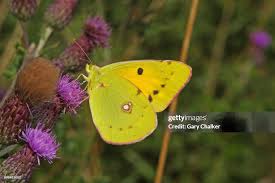 Attēlu rezultāti vaicājumam “Colias croceus”