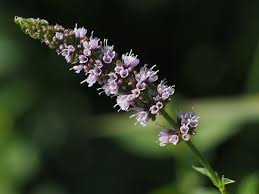 Attēlu rezultāti vaicājumam “Mentha spicata”