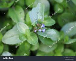 Attēlu rezultāti vaicājumam “Veronica beccabunga”