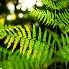 Attēlu rezultāti vaicājumam “Thelypteris palustris”