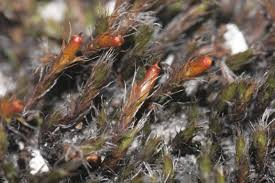 Attēlu rezultāti vaicājumam “Schistidium apocarpum macro”