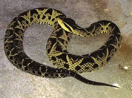 Attēlu rezultāti vaicājumam “Serpentes”