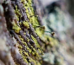 Attēlu rezultāti vaicājumam “Chaenotheca chlorella”