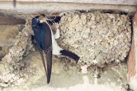 Attēlu rezultāti vaicājumam “Delichon urbicum nest”