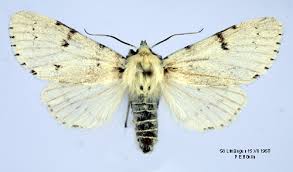 Attēlu rezultāti vaicājumam “Acronicta leporina”