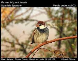 Image result for Passer hispaniolensis