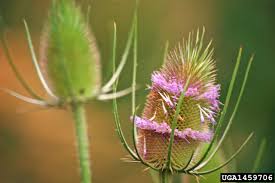 Attēlu rezultāti vaicājumam “Dipsacus fullonum flower”