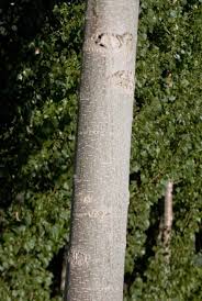 Attēlu rezultāti vaicājumam “Populus x canadensis fruit”