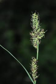 Attēlu rezultāti vaicājumam “Carex buxbaumii”