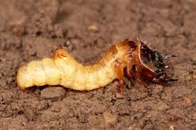 Attēlu rezultāti vaicājumam “Elateridae larva”