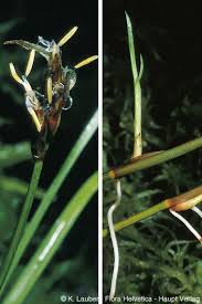 Attēlu rezultāti vaicājumam “Carex chordorrhiza leaf”