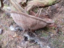 Attēlu rezultāti vaicājumam “Hydnellum ferrugineum”