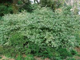 Attēlu rezultāti vaicājumam “Lonicera xylosteum”