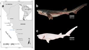 Image result for Notorynchus cepedianus