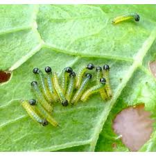 Attēlu rezultāti vaicājumam “Pieris brassicae larva”