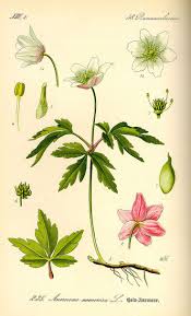 Image result for Buschwindröschen