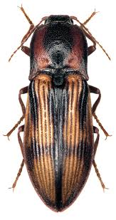 Attēlu rezultāti vaicājumam “Selatosomus cruciatus”