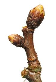 Attēlu rezultāti vaicājumam “Crataegus laevigata bud”