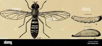 Attēlu rezultāti vaicājumam “Syrphus sp.”