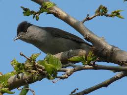 Attēlu rezultāti vaicājumam “Sylvia atricapilla”