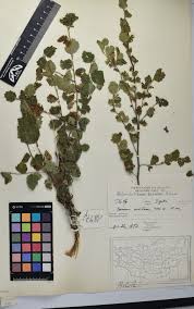 Attēlu rezultāti vaicājumam “Melampsoridium sp.”