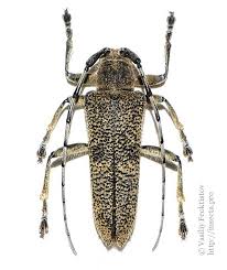 Attēlu rezultāti vaicājumam “Saperda carcharias”