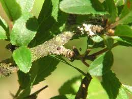 Attēlu rezultāti vaicājumam “Satyrium pruni underside”
