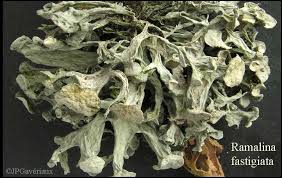 Attēlu rezultāti vaicājumam “Ramalina fastigiata”