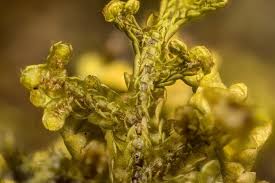 Attēlu rezultāti vaicājumam “Porella platyphylla macro”