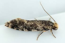 Attēlu rezultāti vaicājumam “Tineidae”