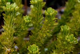 Attēlu rezultāti vaicājumam “Huperzia selago”