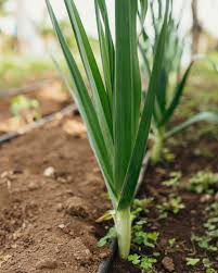 Image result for Porree