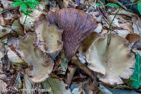 Attēlu rezultāti vaicājumam “Gomphus clavatus”